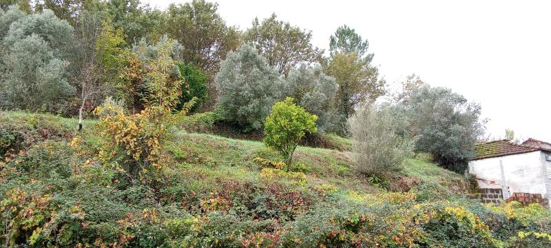 Almas (Salamonde) 2